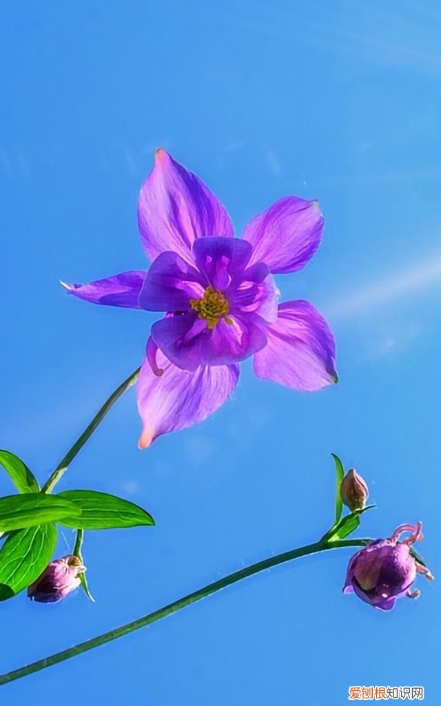 最美各种花卉手机屏幕壁纸 适合用来做手机锁屏的壁纸
