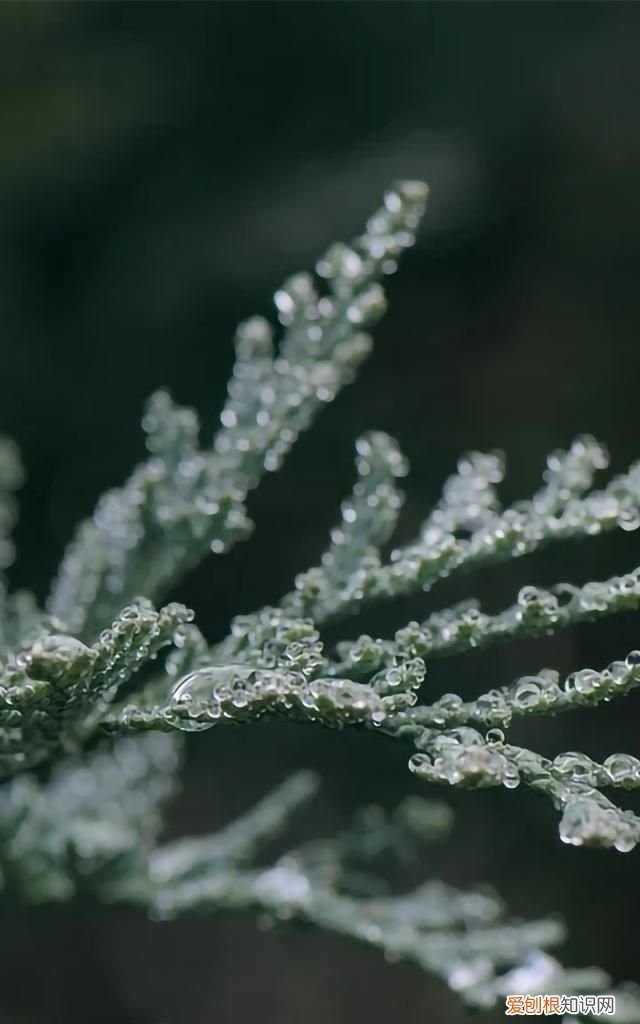最美各种花卉手机屏幕壁纸 适合用来做手机锁屏的壁纸