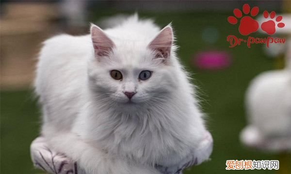 猫咪能吃生骨肉，猫咪为什么要吃生牛肉