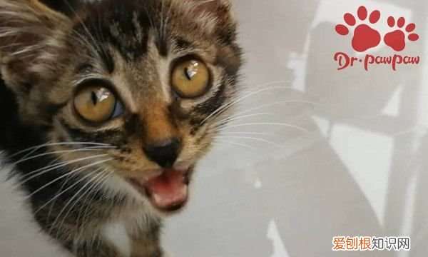 猫咪能吃生骨肉，猫咪为什么要吃生牛肉