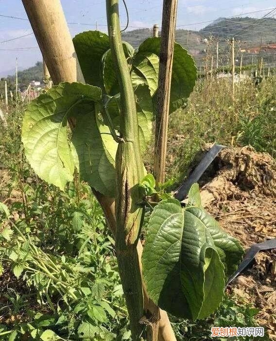 百香果病害图谱及防治有哪些,百香果主要病害及防治