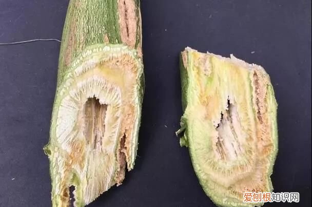 百香果病害图谱及防治有哪些,百香果主要病害及防治