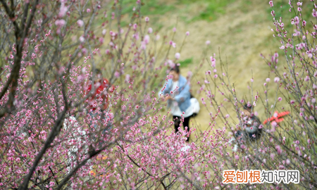 春分的风俗是什么，春分踏青是什么意思