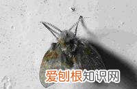 森森鱼缸过滤槽怎样取出,鱼缸里的海绵生小飞虫了怎么办