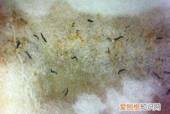 森森鱼缸过滤槽怎样取出，鱼缸里的海绵生小飞虫了怎么办