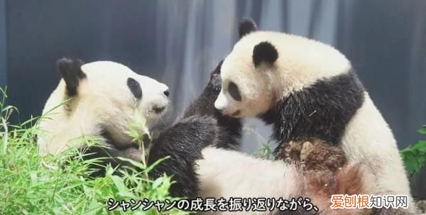 日本最受欢迎的中国女明星排行榜