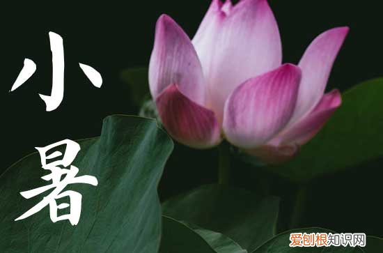 小暑入伏是什么意思 小暑为什么要吃新米