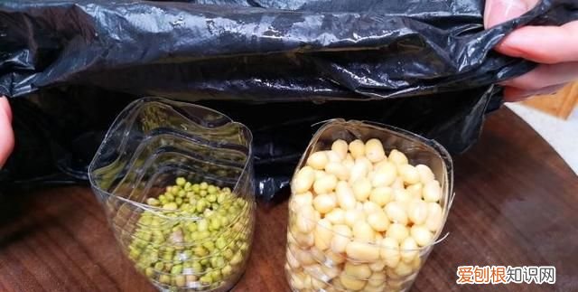 一年四季随时在家可以吃豆芽,在家里自己生豆芽菜的简单方法
