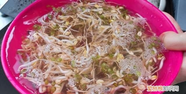 一年四季随时在家可以吃豆芽,在家里自己生豆芽菜的简单方法