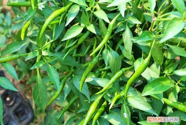 10种不起眼的蔬菜 备受争议的6种蔬菜