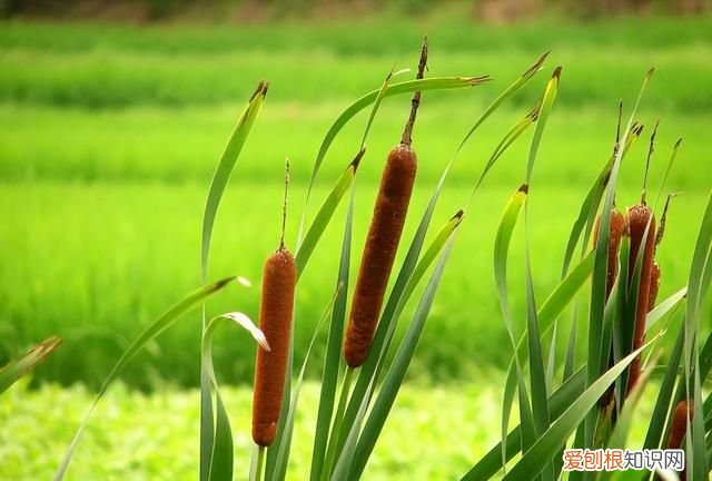 10种不起眼的蔬菜 备受争议的6种蔬菜