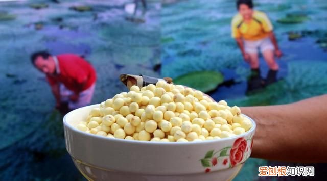 新鲜的芡实怎么去壳