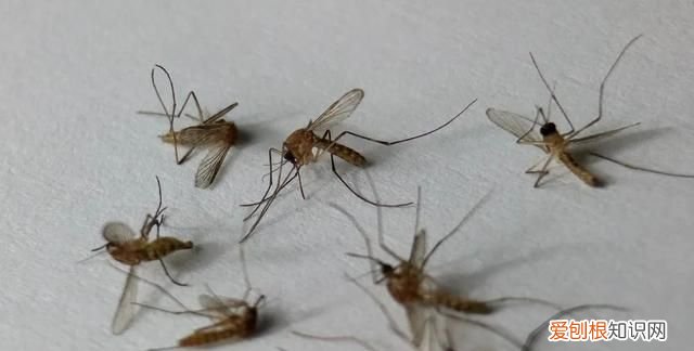 蚊香有毒,为什么我们还是推荐你用呢