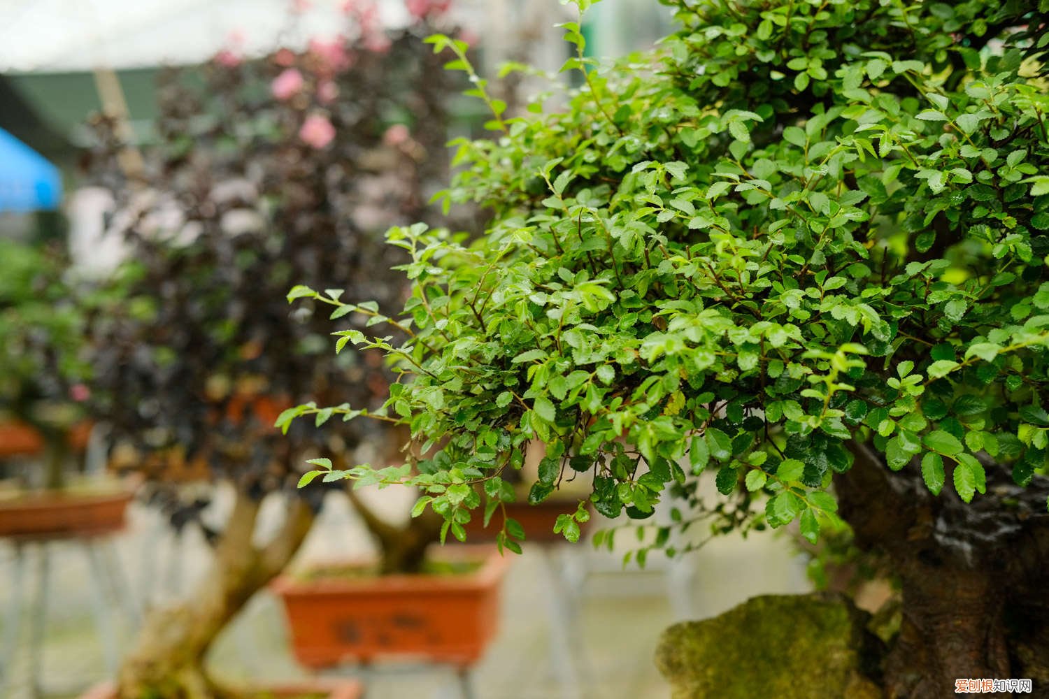 榆树盆景拿弯技巧 榆树盆景浇水口诀
