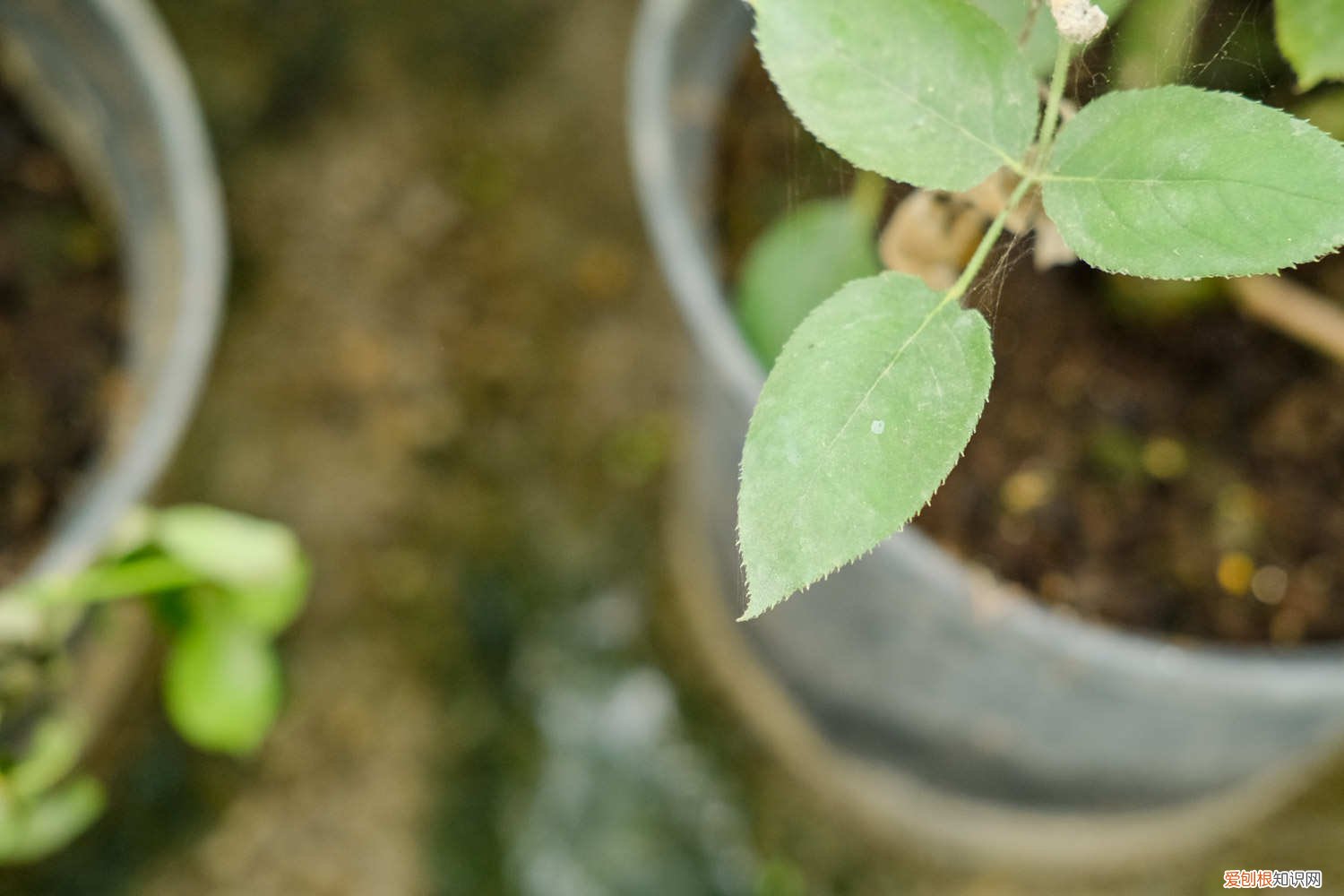 室内月季花的养殖方法和注意事项 月季花的养殖方法和注意事项