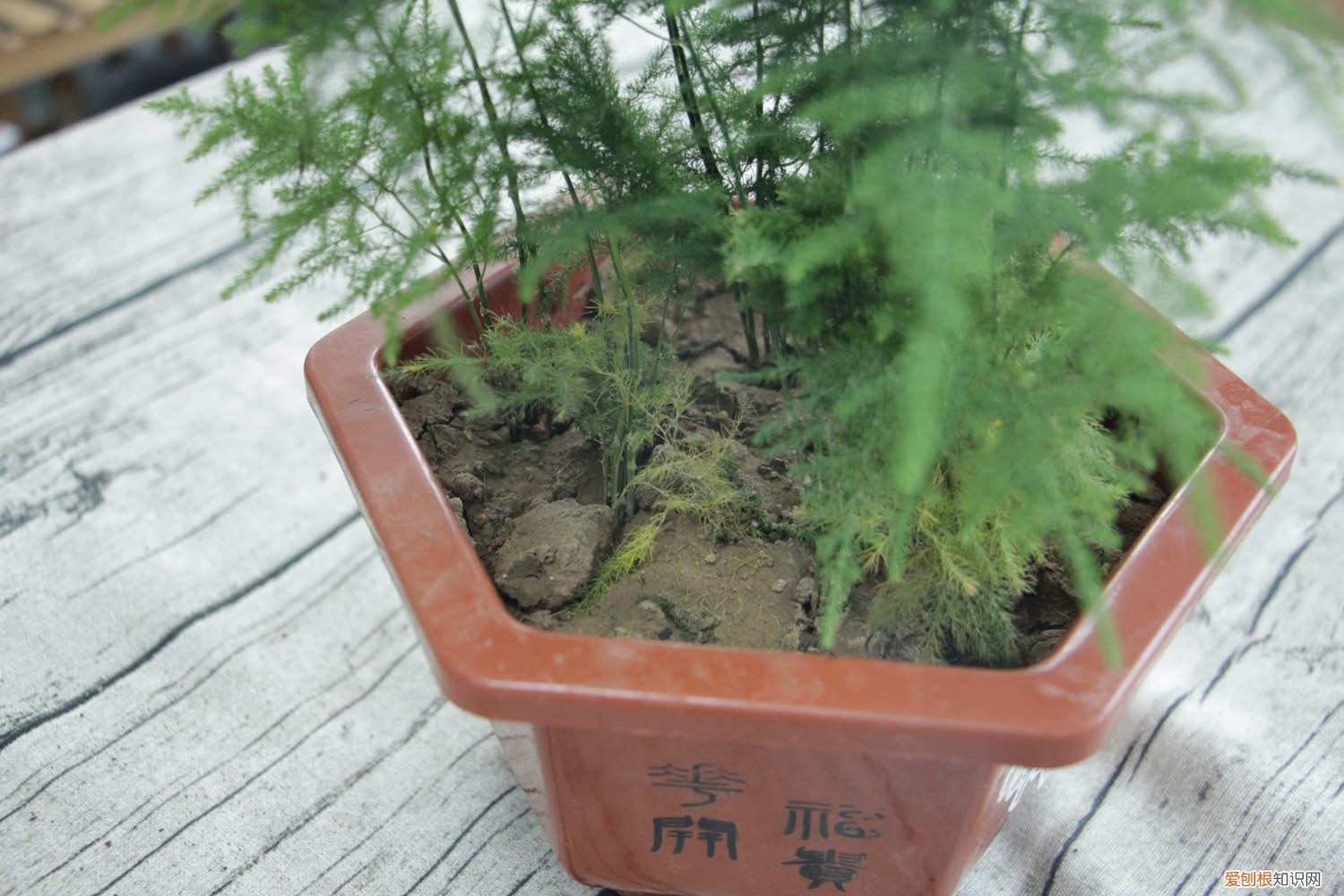 文竹黄叶了怎么补救视频 文竹黄叶了怎么补救