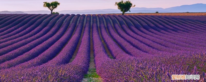 薰衣草种子怎么种植方法 薰衣草种子的种植方法及时间