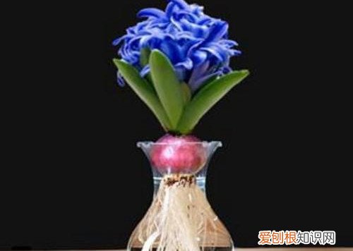 风信子水培需要换水吗 水培风信子的水需要多长时间换一次？