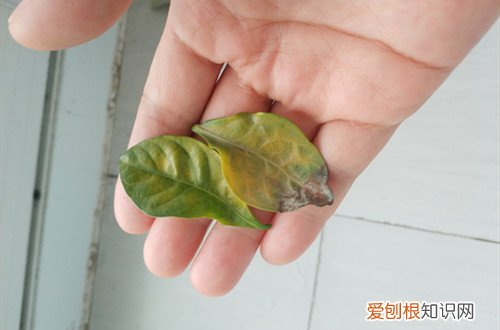 养的栀子花花苞没开就发黄掉了 栀子花打花苞很久了，一直不开花，现在有点掉花苞和黄叶，咋办？