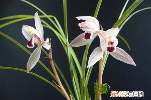 如何调配兰花土 兰花是怎么配土的？坚持这点配土原则，配好合适的土壤不再是问题