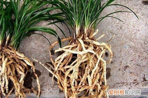 如何调配兰花土 兰花是怎么配土的？坚持这点配土原则，配好合适的土壤不再是问题