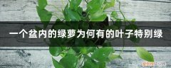 绿萝的叶子不是很绿 一个盆内的绿萝为何有的叶子特别绿