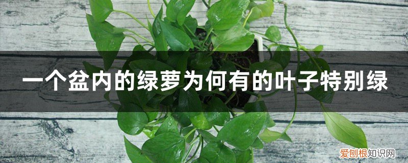 绿萝的叶子不是很绿 一个盆内的绿萝为何有的叶子特别绿