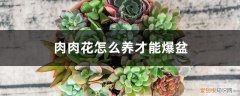 肉肉花瓣怎么养才能爆盆 肉肉花怎么养才能爆盆
