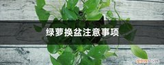绿萝换盆注意事项和禁忌 绿萝换盆注意事项