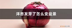 洋葱发芽盆栽 洋葱发芽了怎么变盆景