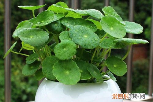 铜钱草叶片变黄 铜钱草叶子发黄什么原因？这几个方法可以让它变得绿油油！