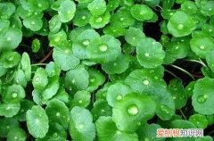 铜钱草叶片变黄 铜钱草叶子发黄什么原因？这几个方法可以让它变得绿油油！