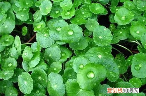 铜钱草叶片变黄 铜钱草叶子发黄什么原因？这几个方法可以让它变得绿油油！