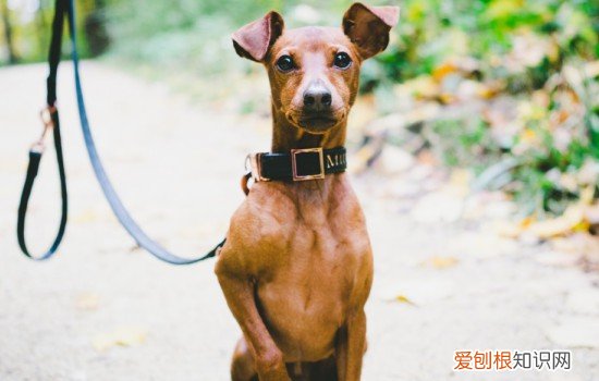 鹿犬总是颤抖 小鹿犬为啥总哆嗦