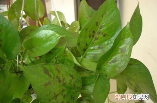 冻伤的绿萝还有救吗 绿萝被冻伤怎么办？还能救吗？及时进行补救，就能起死回生！