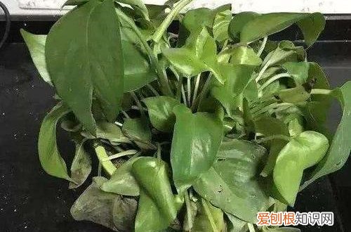 冻伤的绿萝还有救吗 绿萝被冻伤怎么办？还能救吗？及时进行补救，就能起死回生！