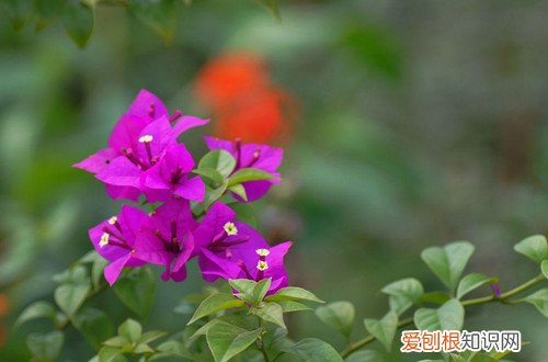 三角梅发出的新芽枯萎 三角梅长的新芽发黑枯萎了，要怎么办？需尽快进行挽救！