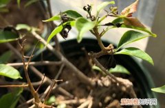 三角梅发出的新芽枯萎 三角梅长的新芽发黑枯萎了，要怎么办？需尽快进行挽救！