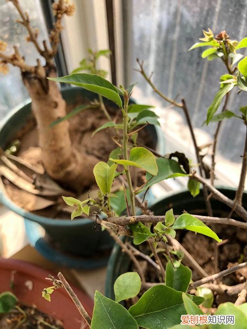 三角梅发出的新芽枯萎 三角梅长的新芽发黑枯萎了，要怎么办？需尽快进行挽救！