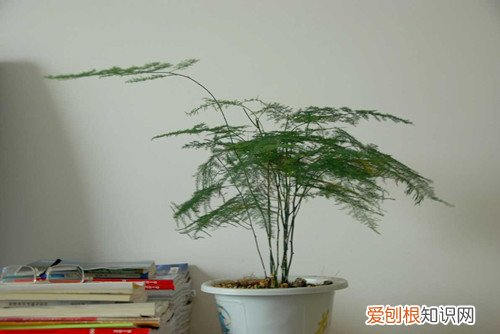 文竹只长杆 不长叶子 文竹一直长杆子就是不长叶子，都快有一米了是啥情况？