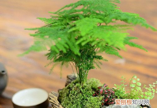 文竹只长杆 不长叶子 文竹一直长杆子就是不长叶子，都快有一米了是啥情况？