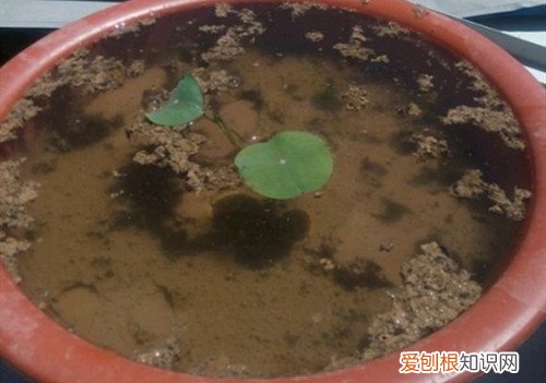 碗莲发芽后可以一直在水里养吗 碗莲发芽后要怎么养？发芽后咋感觉那水有臭味要怎么办？