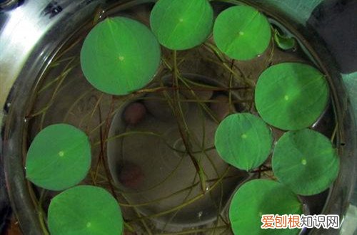 碗莲发芽后可以一直在水里养吗 碗莲发芽后要怎么养？发芽后咋感觉那水有臭味要怎么办？