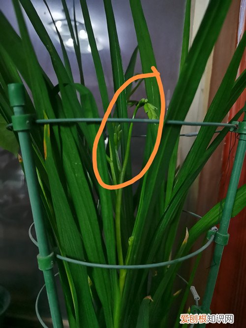 香雪兰的花苞是什么样的 香雪兰花苞总体比叶子要短许多是什么原因？