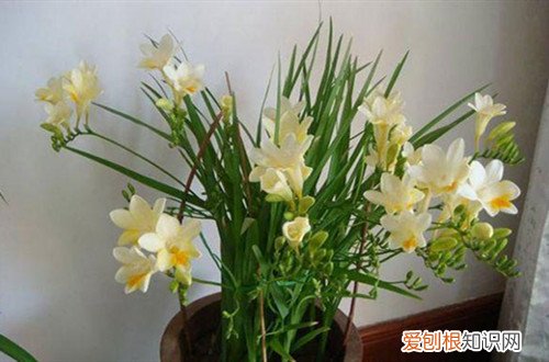 香雪兰的花苞是什么样的 香雪兰花苞总体比叶子要短许多是什么原因？
