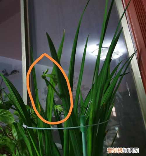 香雪兰的花苞是什么样的 香雪兰花苞总体比叶子要短许多是什么原因？