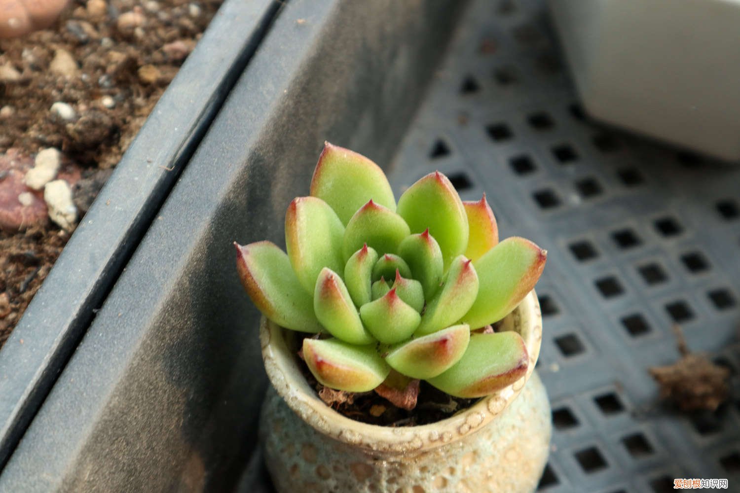 多肉植物浇水方法 多肉的养殖方法和浇水