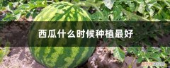 西瓜瓜什么时候种植最好 西瓜什么时候种植最好，怎么种植
