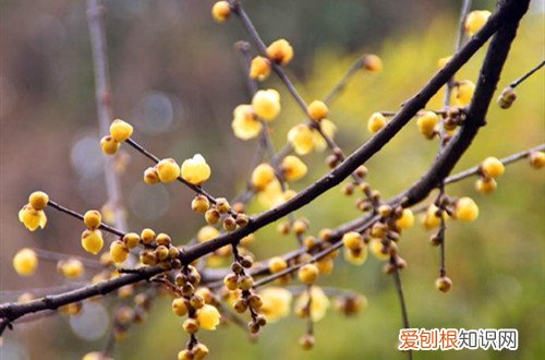 腊梅什么季节栽 腊梅什么时候种植好？这两个季节别错过，不然要等很久！