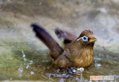 画眉鸟啄尾巴喂什么药，画眉鸟咬尾用什么药